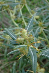 Xanthium spinosum
