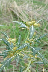 Xanthium spinosum