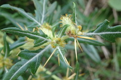 Xanthium spinosum