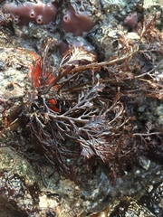 Odonthalia