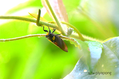 Huechys fusca