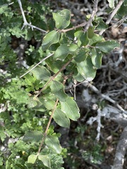 Malpighia diversifolia