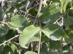 Malpighia diversifolia