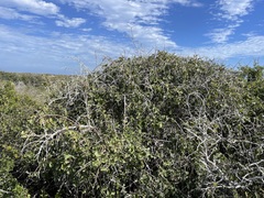 Malpighia diversifolia