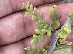 Bursera exequielii