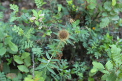 Acaena argentea