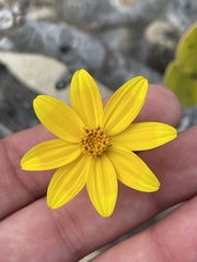 Bidens cabopulmensis