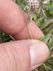 Porophyllum maritimum