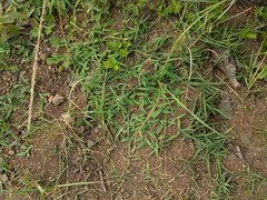 Eremochloa ophiuroides