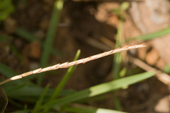 Eremochloa ophiuroides