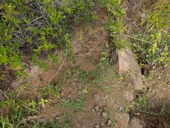 Eremochloa ophiuroides