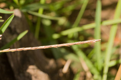 Eremochloa ophiuroides
