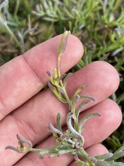 Porophyllum maritimum