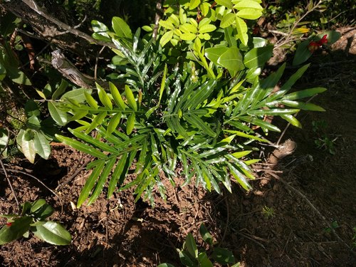 Filicium decipiens