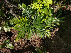 Filicium decipiens