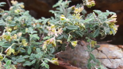 Xanthosia scopulicola