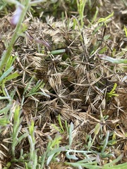 Porophyllum maritimum