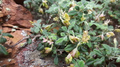 Xanthosia scopulicola