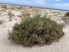 Porophyllum maritimum