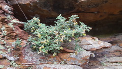 Xanthosia scopulicola