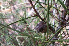 Hakea vittata