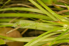 Carex wahuensis
