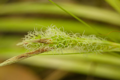 Carex wahuensis
