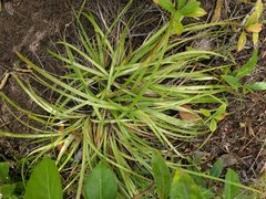 Carex wahuensis