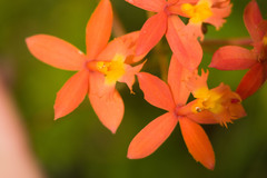 Epidendrum × obrienianum