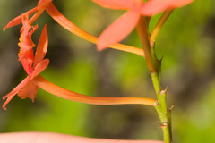 Epidendrum × obrienianum