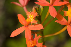 Epidendrum × obrienianum
