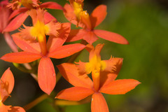 Epidendrum × obrienianum