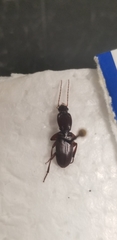 Stenomorphus