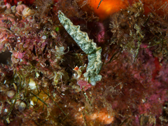 Thuridilla carlsoni