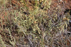 Solanum hoplopetalum