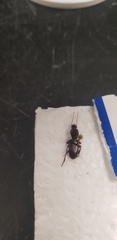 Stenomorphus