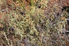 Solanum hoplopetalum