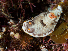 Chromodoris quagga