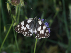 Melanargia lucasi