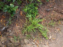 Digitaria violascens