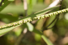 Paspalum pilosum