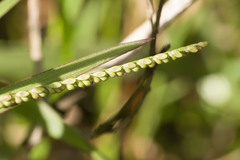 Paspalum pilosum