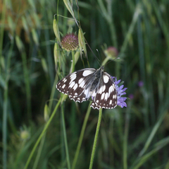 Melanargia lucasi