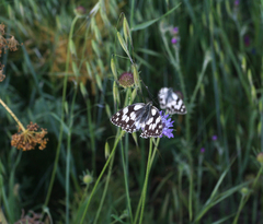 Melanargia lucasi