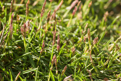 Zoysia pacifica