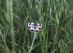 Melanargia lucasi