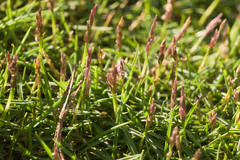 Zoysia pacifica