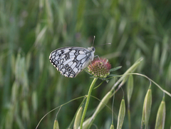 Melanargia lucasi