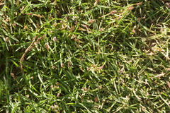 Zoysia pacifica