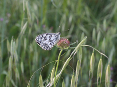 Melanargia lucasi